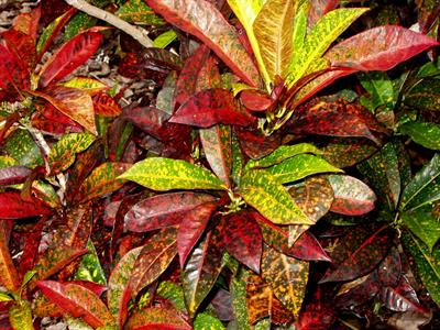 Codiaeum variegatum